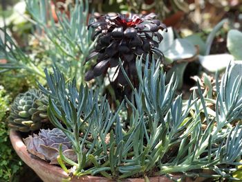 Close-up of succulent plant