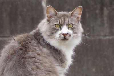 Close-up portrait of cat