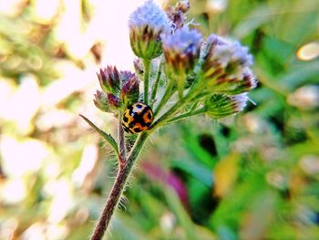 Close-up of insect on flower