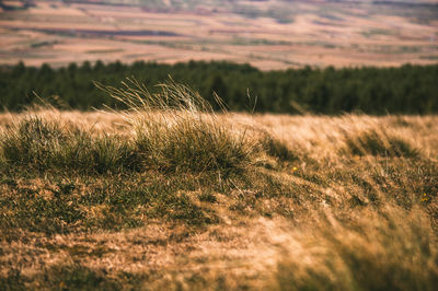 Grass growing in field