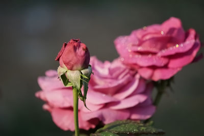 Close-up of pink rose