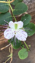 Close-up of flower blooming outdoors