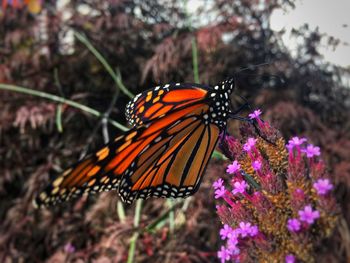 Close-up of butterfly pollinating on purple flower