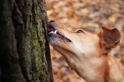 Close-up of a tree trunk