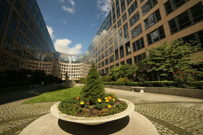 Potted plants in garden against buildings in city