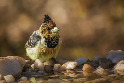 Close-up of bird perching on rock