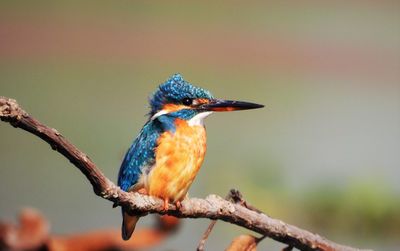 Common kingfisher