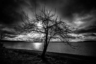 Silhouette bare tree by lake against sky