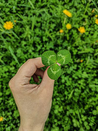 Cropped hand of woman holding clover leaf
