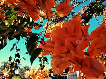 Low angle view of orange leaves on tree