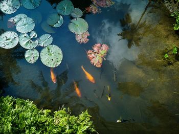 High angle view of fish swimming in lake