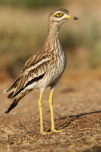 Close-up of a bird looking away