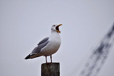 Seagull perching on wooden post against clear sky