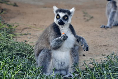 Portrait of lemur on field