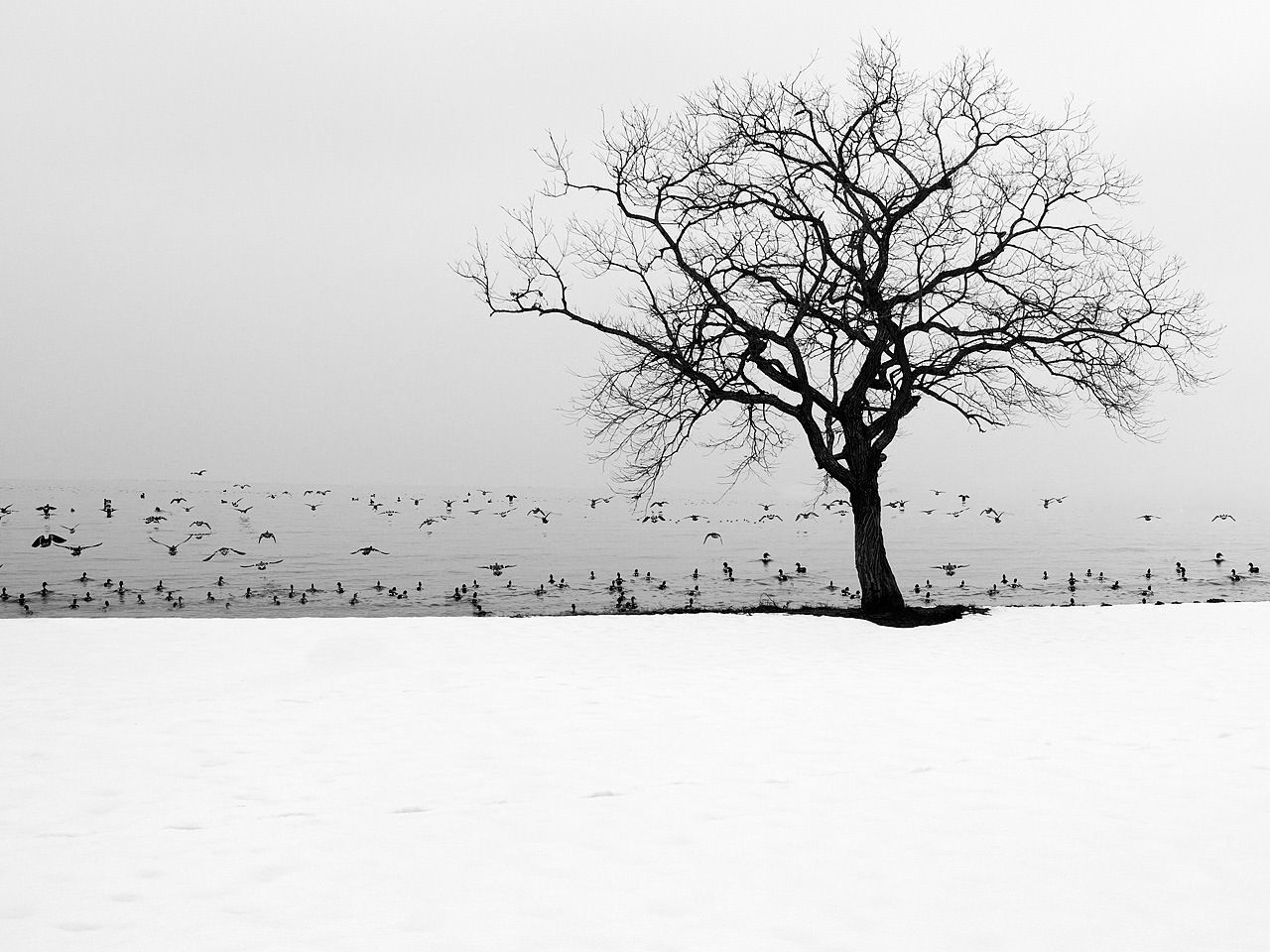 bare tree, clear sky, tree, bird, tranquility, animal themes, winter, landscape, branch, nature, tranquil scene, wildlife, cold temperature, snow, animals in the wild, field, weather, copy space, beauty in nature