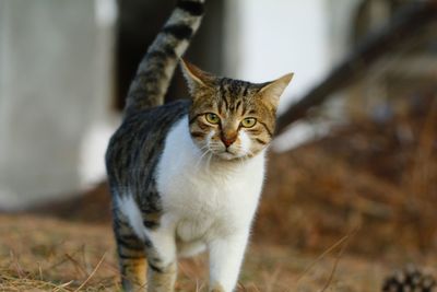 Portrait of cat looking at camera