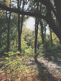 Trees in forest