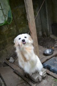 Close-up of dog sitting on wood