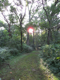 Sun shining through trees