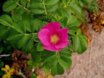 Close-up of pink flowers