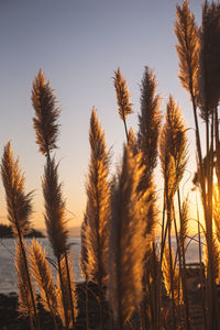 Close-up of stalks against sunset