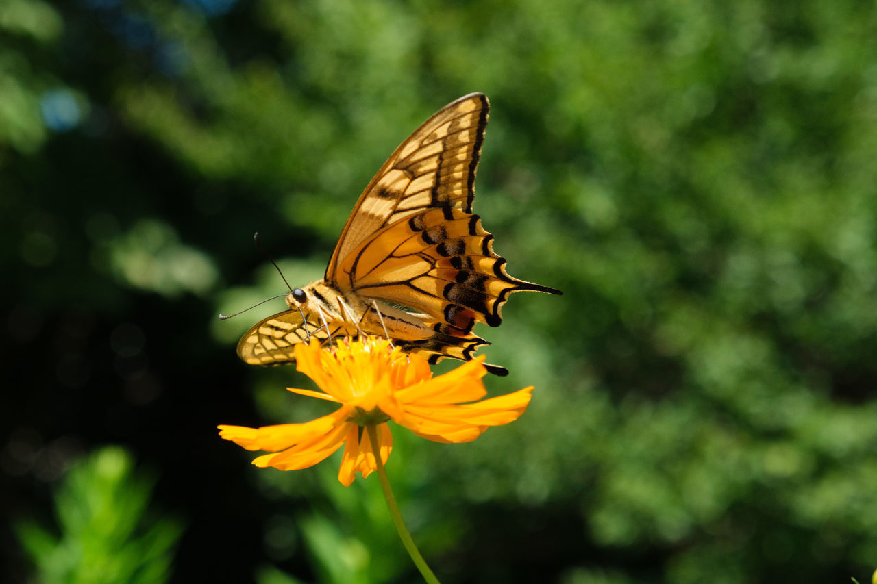 CLOSE-UP OF BUTTERFLY POLLINATING FLOWER