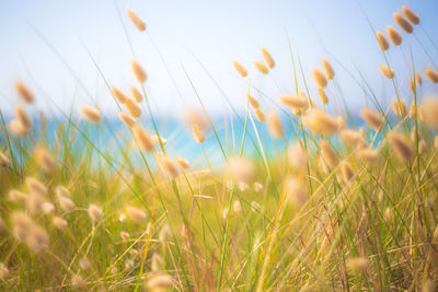 Bunny tails grass against the light near the coast