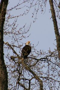 Low angle view of eagle perching on tree