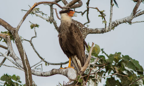 Low angle view of eagle perching on tree