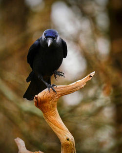 Close-up of bird perching on branch