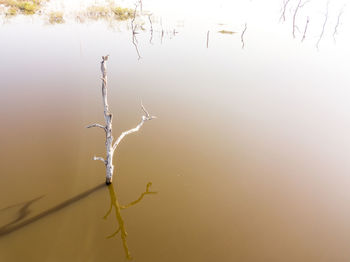 Bare tree by lake against sky