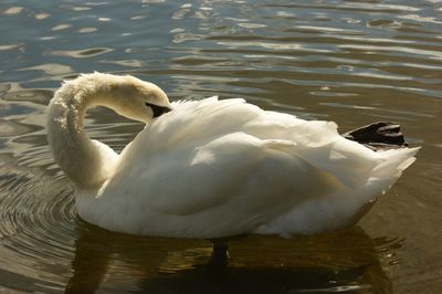 Close-up of swan floating on lake