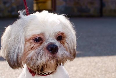 Close-up portrait of dog