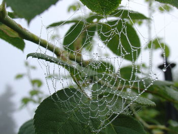 Close-up of wet spider web on plant