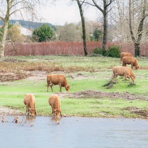 Cows  in a field by a river