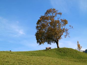 Tree on field against sky