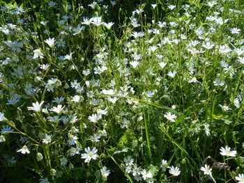 Full frame shot of flowering plants on field