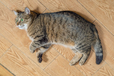 Striped domestic cat lies on the floor on side