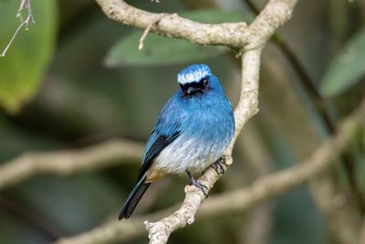 Beautiful blue color bird known as indigo flycatcher on perch at nature habits in sabah, borneo
