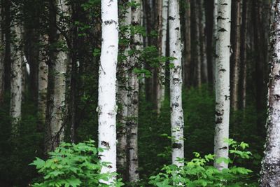 Close-up of trees in forest