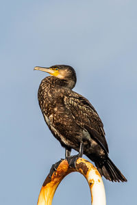 Low angle view of bird perching on a rock