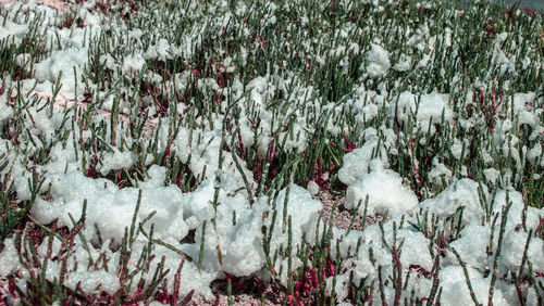 Full frame shot of frozen plants on field