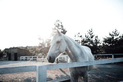 Horse standing in ranch against clear sky