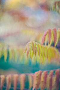 Autumn soft focus leaves of different sizes background of swirly bokeh the beauty of nature