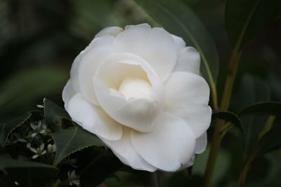 Close-up of white rose blooming outdoors