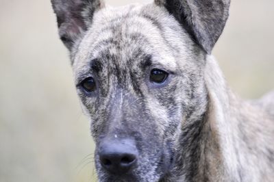 Close-up portrait of dog