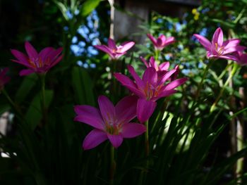 Close-up of pink flowering plants