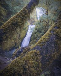 Close-up of waterfall along trees