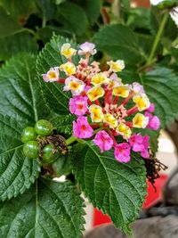 Close-up of flowering plant