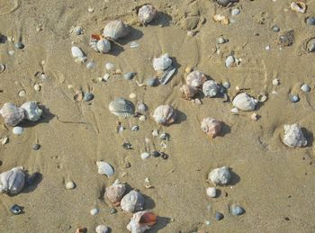 High angle view of shells on beach